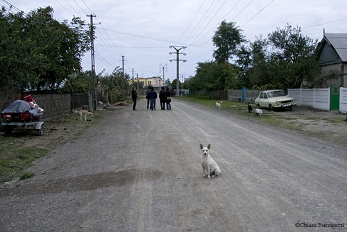 Cani di Romania 05